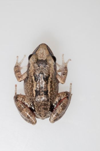 Media type: image;   Herpetology A-148549